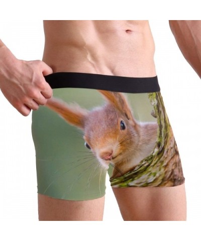 Men's Boxer Briefs Cute Animal Squirrel Tree Soft Short Underpants Underwear for Men Boys - CI18LS5RQ2G $27.88 Boxer Briefs